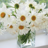 Картина по номерам 40х50 РОМАШКИ В ВАЗЕ (26 цветов)