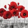 Картина по номерам 40х50 КРАСНЫЕ МАКИ НА СЕРОМ ФОНЕ (16 цветов)