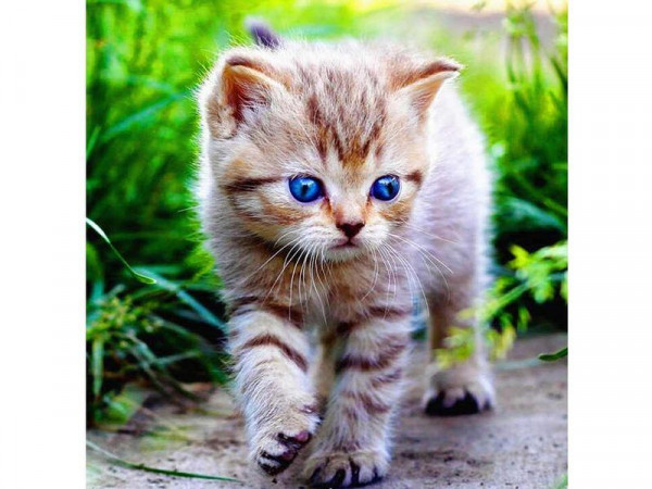 Картина по номерам 30Х30 ГОЛУБОГЛАЗОЕ ЧУДО (20 цветов)